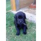 Labrador Retriever Welpen - Rüde