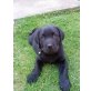 Labrador Retriever Welpen - Rüde