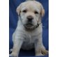 Labrador Retriever Welpen - Rüde