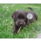 Labrador Retriever Welpen - Rüde