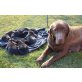 Labrador Retriever Welpen - Rüde