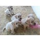 Labrador Retriever Welpen - Rüde