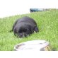Labrador Retriever Welpen - Rüde