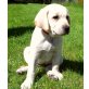 Labrador Retriever Welpen - Rüde