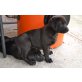 Labrador Retriever Welpen - Rüde