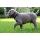 Labrador Retriever Welpen - Rüde