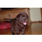 Labrador Retriever Welpen - Rüde