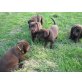 Labrador Retriever Welpen - Rüde