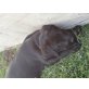 Labrador Retriever Welpen - Rüde