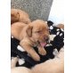 Labrador Retriever Welpen - Rüde