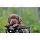 Labrador Retriever Welpen - Rüde