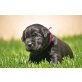 Labrador Retriever Welpen - Rüde