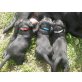 Labrador Retriever Welpen - Rüde