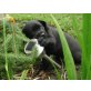 Labrador Retriever Welpen - Rüde