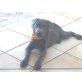 Labrador Retriever Welpen - Rüde