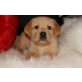 Labrador Retriever Welpen - Rüde