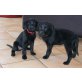 Labrador Retriever Welpen - Rüde