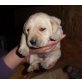 Labrador Retriever Welpen - Rüde