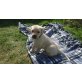 Labrador Retriever Welpen - Rüde