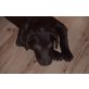 Labrador Retriever Welpen - Rüde
