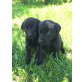 Labrador Retriever Welpen - Rüde