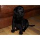Labrador Retriever Welpen - Rüde