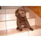 Labrador Retriever Welpen - Rüde