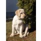 Labrador Retriever Welpen - Rüde