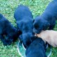 Labrador Retriever Welpen - Rüde