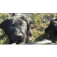 Labrador Retriever Welpen - Rüde