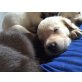 Labrador Retriever Welpen - Rüde