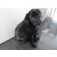 Labrador Retriever Welpen - Rüde