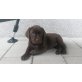Labrador Retriever Welpen - Rüde