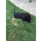 Labrador/-Retriever Welpen - Rüde