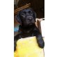 Labrador Retriever Welpen - Rüde