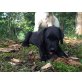 Labrador Retriever Welpen - Rüde