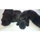 Labrador Retriever Welpen - Rüde