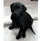 Labrador Retriever Welpen - Rüde