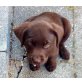 Labrador Retriever Welpen - Rüde