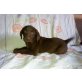 Labrador Retriever Welpen - Rüde