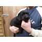 Labrador Retriever Welpen - Rüde