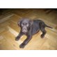Labrador Retriever Welpen - Rüde