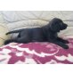 Labrador Retriever Welpen - Rüde