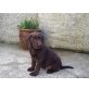 Labrador Retriever Welpen - Rüde