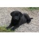 Labrador Retriever Welpen - Rüde