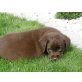 Labrador Retriever Welpen - Rüde