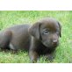 Labrador Retriever Welpen - Rüde