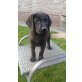 Labrador Retriever Welpen - Rüde