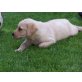 Labrador Retriever Welpen - Rüde
