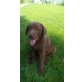 Labrador Retriever Welpen - Rüde